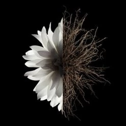 Givenchy L'Interdit Eau De Parfum -Offerta economica [Givenchy] Givenchy L interdit L Interdit 6